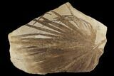 Fossil Palm Frond - Green River Formation, Wyoming #172948-1